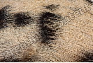 Pig fur photo reference 0002